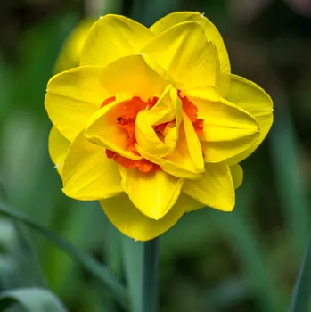 Sazenice Narcis Tahiti - Narcissus - cibule narcisů - 3 ks