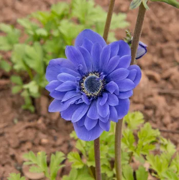 Sazenice Sasanka modrá Lord Lieutenant - Anemone - hlízy sasanek - 3 ks