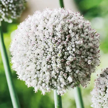 Sazenice Česnek white Cloud - Allium - cibule česneků - 3 ks