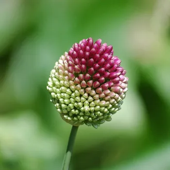 Sazenice Okrasný česnek - Allium sphaerocephalon - cibule česneků - 3 ks