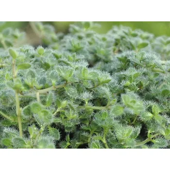 Sazenice Mateřídouška pseudolanuginosus - Thymus pseudolanuginosus Balení: kontejner p9