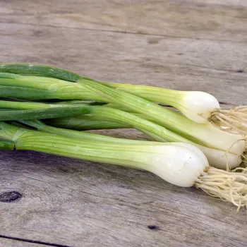 Semeno Cibule jarní Bílý Lisabon - Allium cepa - osivo cibule - 250 ks