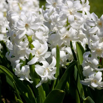 Sazenice Hyacint White Pearl - Hyacinthus orientalis - cibule hyacintů - 1 ks