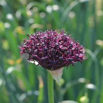 Sazenice Česnek Atropurpureum - Allium - cibule česneků - 3 ks