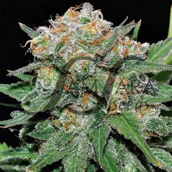 Semeno Samsara - El Alquimista 3 ks