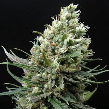Semeno Ripper Seeds - Ripper Haze 1 ks