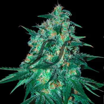 Semeno Samsara - Jekyll Passion 1 ks