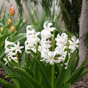 Cibulovina Hyacint mnohokvětý bílý - Hyacinthus - cibule hyacintů - 1 ks