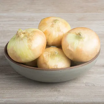 Semeno Cibule žlutá štutgartská - Allium cepa - osivo cibule - 250 ks