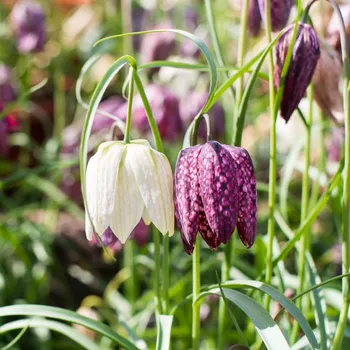 Sazenice Řebčík kostkovaný - Fritillaria meleagris - cibule řebčíků - 3 ks