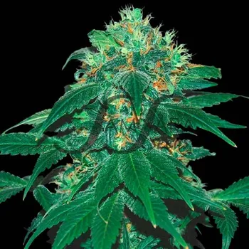 Semeno Samsara - Punky Lion 1 ks