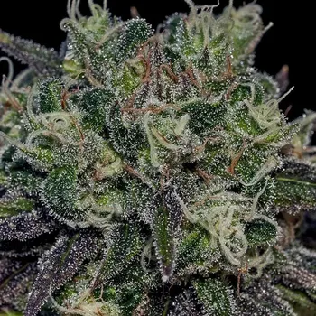 Semeno Positronics - Black Widow 1 ks