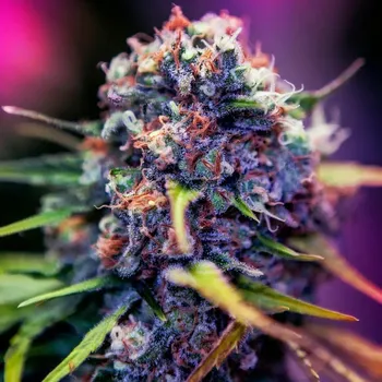 Semeno Positronics - CBD+ Black Widow 1 ks