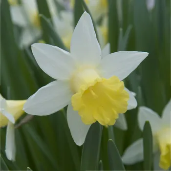 Sazenice Narcis Topolino - Narcissus - cibule narcisů - 3 ks