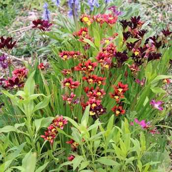 Sazenice Dřípulka - Sparaxis - cibule dřípulky - 8 ks