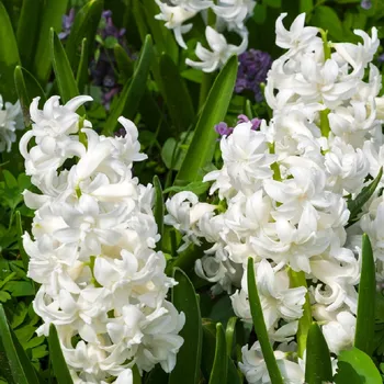 Sazenice Hyacint plnokvětý Madame Sophie - Hyacinthus - cibule hyacintů - 1 ks