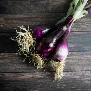 Semeno Cibule sečka červená Welsh - Allium fistulosum L. - osivo cibule - 400 ks