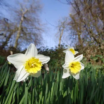 Sazenice Narcis Pueblo - Narcissus - cibule narcisů - 3 ks