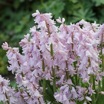 Sazenice Hyacintovec španělský růžový - Hyacinthoides hispanica - cibule hyacintovců - 5 ks
