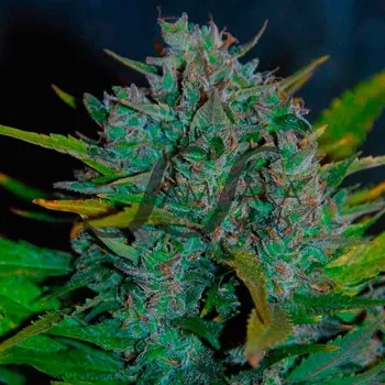 Semeno Samsara - Ultraviolet Auto 1 ks