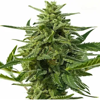 Semeno Positronics - Northern Haze Auto 1 ks