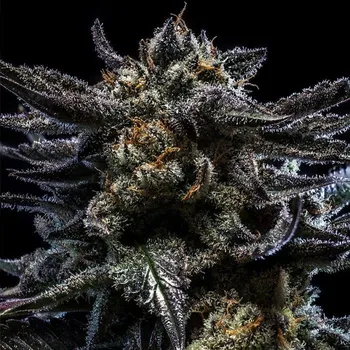 Semeno Ripper Seeds - Zombie Kush 1 ks