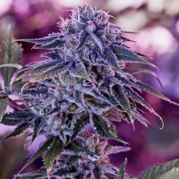 Semeno Positronics - Blue Rhino 1 ks