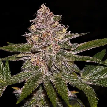 Semeno Ripper Seeds - Radical Juice 5 ks