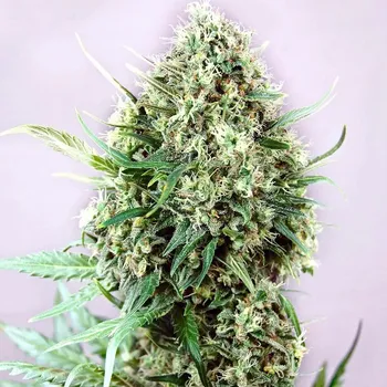 Semeno Positronics - Jack Diesel 1 ks