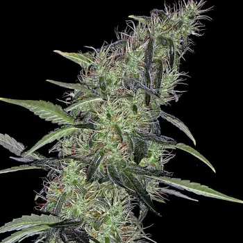 Semeno Positronics - Cum Laude 3 ks