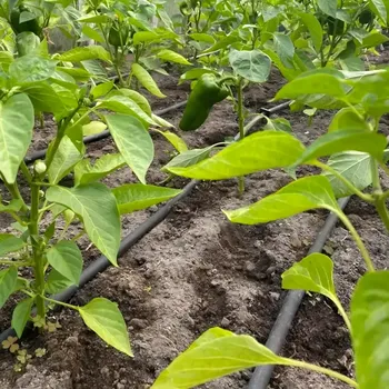 Zavlažování Real Home Kapací hadice 100 m