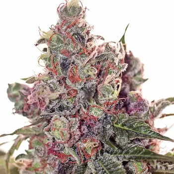 Semeno Positronics - Grapefruit 1 ks