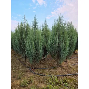 Sazenice MULTIFLORA Jalovec "Blue Arrow" 200-220 cm