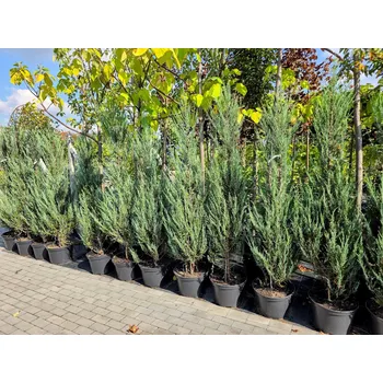 Sazenice MULTIFLORA Jalovec "Blue Arrow" 160-180 cm