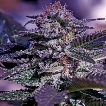 Semeno Positronics - Kush Auto 3 ks