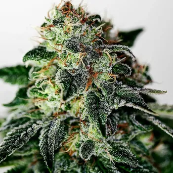 Semeno Positronics - Mystic Cookie Auto 5 ks