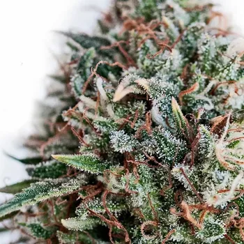 Semeno Positronics - CBD+ Critical #47 3 ks