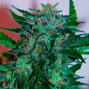 Semeno Samsara - Flash Babylon Auto 1 ks