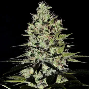 Semeno Positronics - Wernard Auto 1 ks