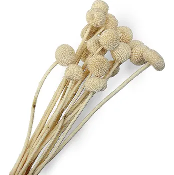 Craspedia bělená 20 ks