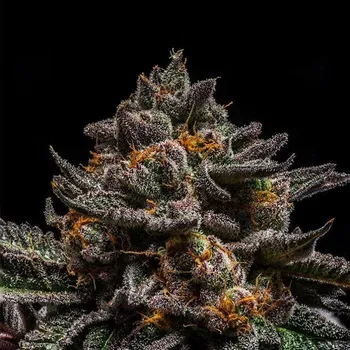 Semeno Ripper Seeds - Brain Cake 3 ks