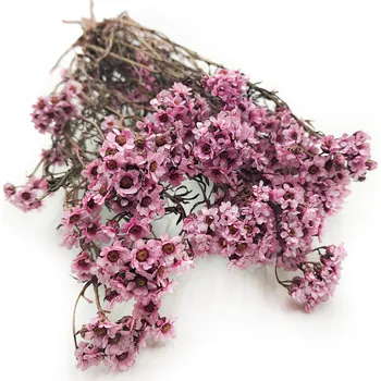 mech-mech.cz Sušená Oxodia - růžová