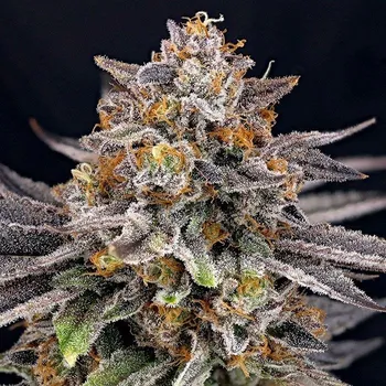 Semeno Ripper Seeds - CandyGaz 1 ks