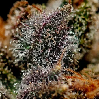 Semeno Positronics - Chizpa 3 ks