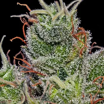 Semeno Positronics - Supercheese Auto 1 ks