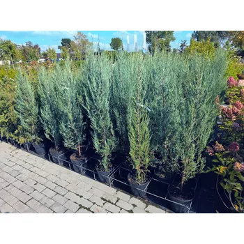 Sazenice MULTIFLORA Jalovec "Blue Arrow" 120-150 cm