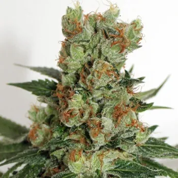 Semeno Ripper Seeds - Fuel OG 3 ks