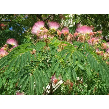 Sazenice Albizia julibrissin summer chocolate