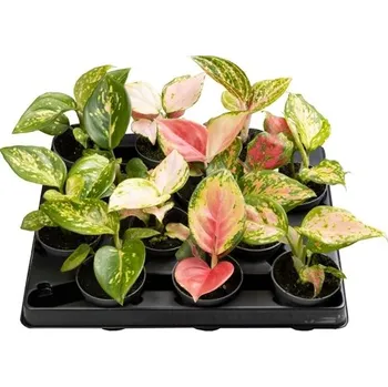 Sazenice Aglaonema mix 6 cm
