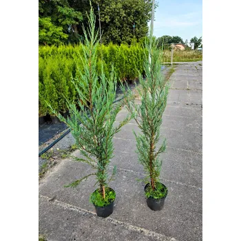 Sazenice MULTIFLORA Jalovec "Blue Arrow" 100-120 cm